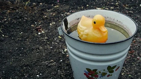 Rubber duck in the water Stock Footage 75397076
