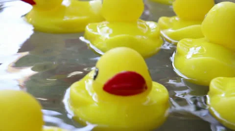 Rubber Duckies Floating in a Pool of Moving Water 1080p Stock Footage 23033239