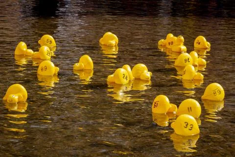 Rubber ducks floating in a river Stock Photos
