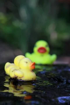 Rubber Ducks Floating in Water Stock Photos