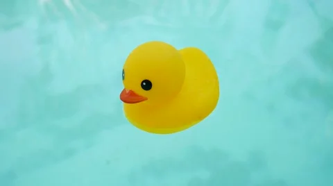 Rubber ducky floating in a swimming pool Video stock 46926977