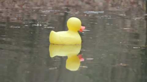 Rubber ducky on pond2 스톡 동영상 8990169