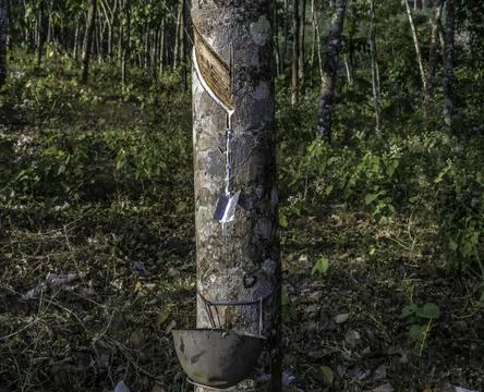 Rubber elastic latex extracted from Rubber tree Kerala Stock Photos