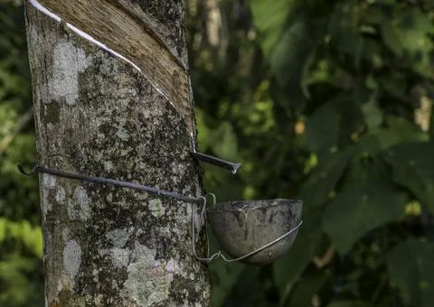 Rubber elastic latex extracted from Rubber tree Kerala Stock Photos