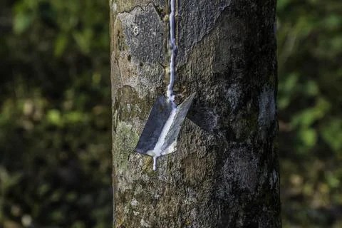 Rubber elastic latex extracted from Rubber tree Kerala Stock Photos