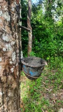 Rubber farmer Stock Photos