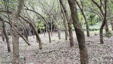 Rubber farming in forest area Stock Footage 319020585