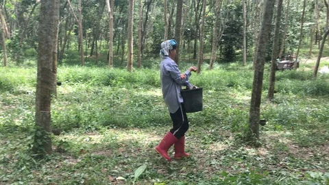 Rubber fertilizer Stock Footage 91006262