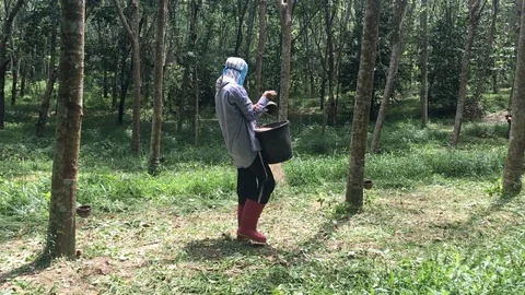 Rubber fertilizer Stock Footage 91008249