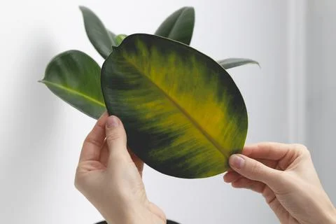 Rubber fig fallen yellow leaf in woman hands. Indoor plants diseases. Stock Photos