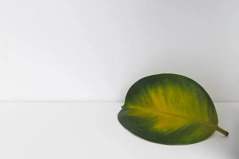Rubber fig fallen yellow leaf on the white background. Stock Photos