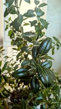 Rubber fig, Ficus elastica Robusta, with glossy, deep green leaves Stock Photos