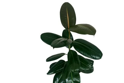 Rubber fig or rubber tree plant (Ficus elastica) with shiny dark green leaves Stock Photos
