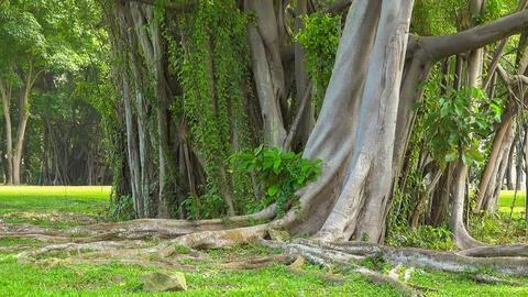 Rubber fig tree (Ficus elastica) trunks and adventitious roots Stock Photos