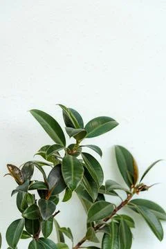 Rubber fig's big smooth dark green leaves on white background. Stock Photos