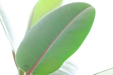 Rubber fig's big smooth green leaf of ficus elastica. Botanical macrophotogra Stock Photos
