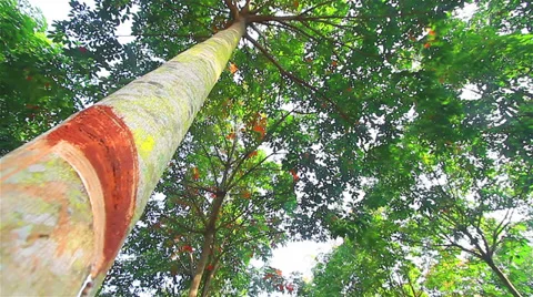 Rubber Video stock 33866563