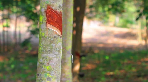 Rubber Stock Footage 33867223