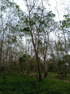 Rubber Forest in Blur View Foto stock