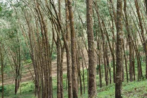 Rubber forest Stock Photos