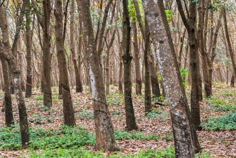 Rubber forest Stock Photos