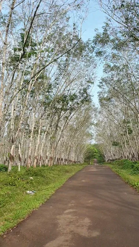 Rubber garden Stock Footage 220523335