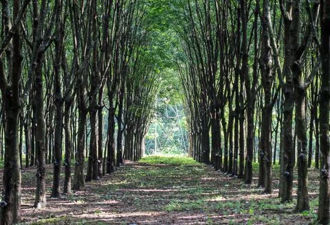 Rubber garden. Stock Photos