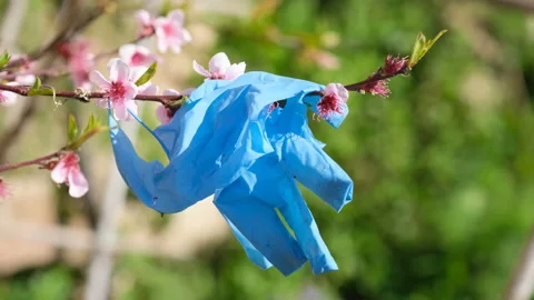 Rubber glove trash on spring tree branch during spring season,nature pollutuion Stock Footage 238768499