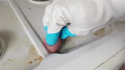 Rubber-gloved hands sponge clean a dirty gas stove Stock Footage 311697153