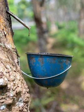Rubber latex container Stock Photos