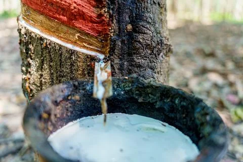 Rubber latex dripping from tapped rubber tree 스톡 사진