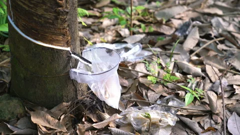 Rubber latex drop flowing into the plastic bag Stock Footage 235421104