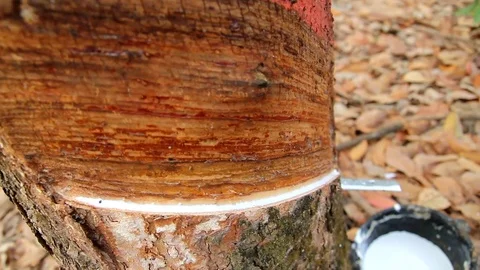Rubber latex drop from rubber tree to pot,moving shot by slider Stock Footage 85148799