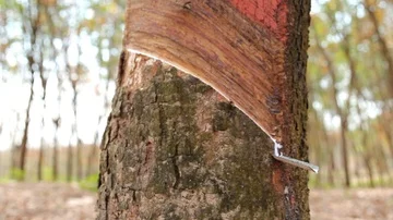 Rubber latex drop from rubber tree to pot,moving shot by slider Stock Footage 85540940
