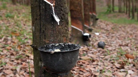 Rubber latex drop from rubber tree to pot Stock Footage 86541829