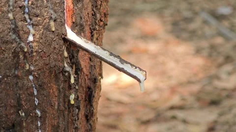 Rubber latex extracted from rubber tree. Stock Footage 305976839