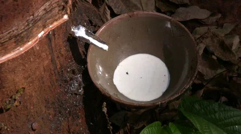 RUBBER LATEX PLANTATION Tree Tapping rubber agriculture tree dripping bowl Stock Footage