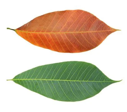 Rubber leaves Stock Photos