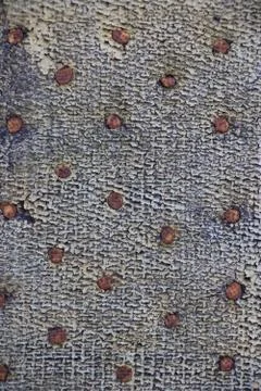 Rubber with nails. Фото