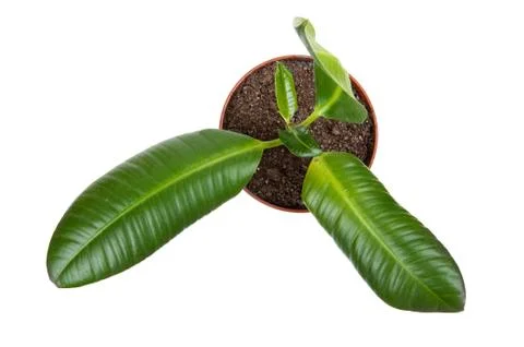 Rubber plant Stock Photos