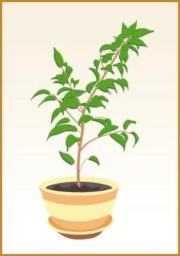 Rubber plant in pot Illustrazione stock