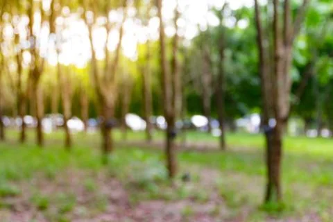Rubber plantation blurred background Stock Photos
