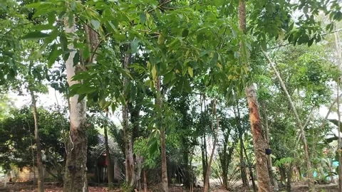 The rubber plantation Stock Footage 318740988