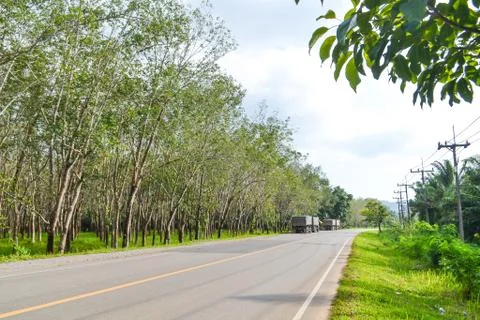 Rubber plantation Stock Photos