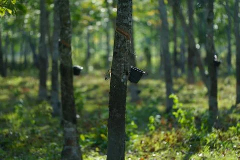 Rubber plantation 写真素材