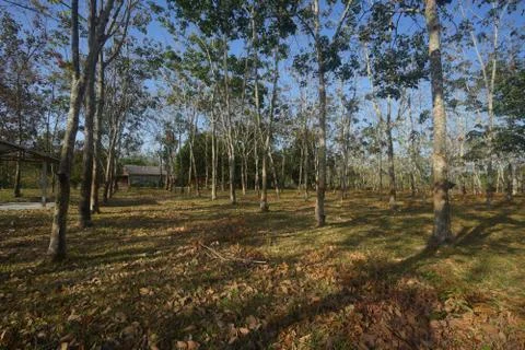 Rubber plantation 写真素材