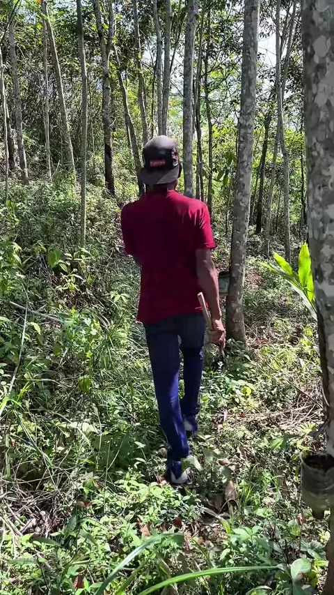 Rubber plantation workers expertly tap rubber trees Stock Footage 330950991