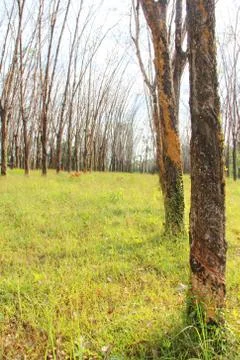 Rubber plants 库存照片