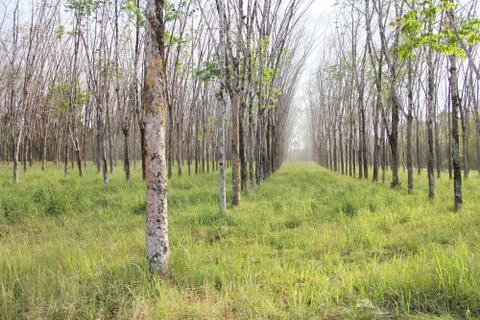 Rubber plants Stock Photos