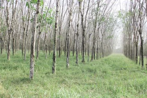 Rubber plants Stock Photos